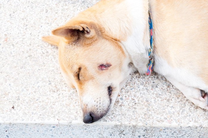 頬をケガしている犬