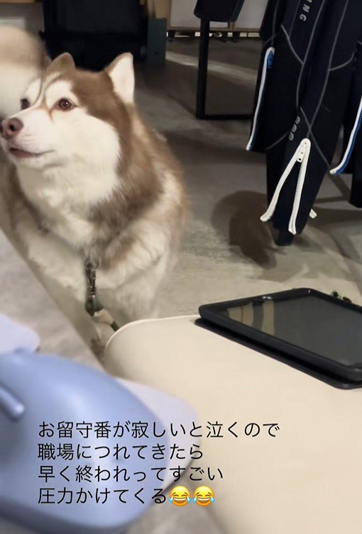 飼い主さんの職場にきたブルちゃん2