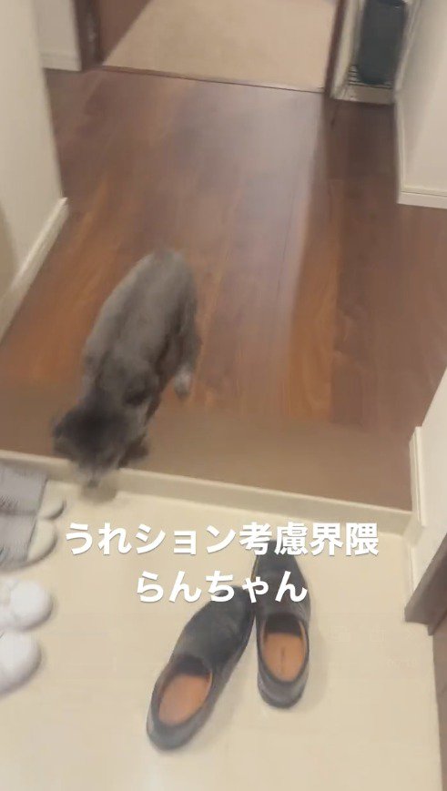 玄関にやってきた犬