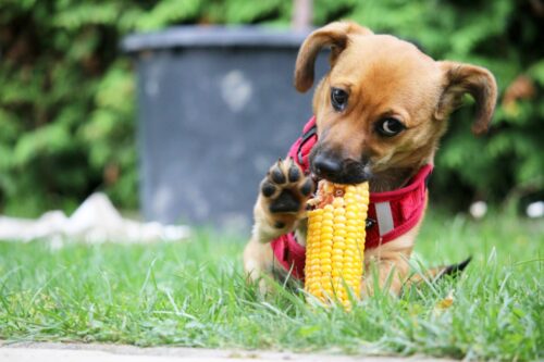 とうもろこしを食べている犬