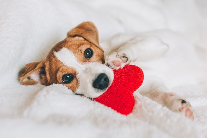 赤いおもちゃをカミカミする子犬