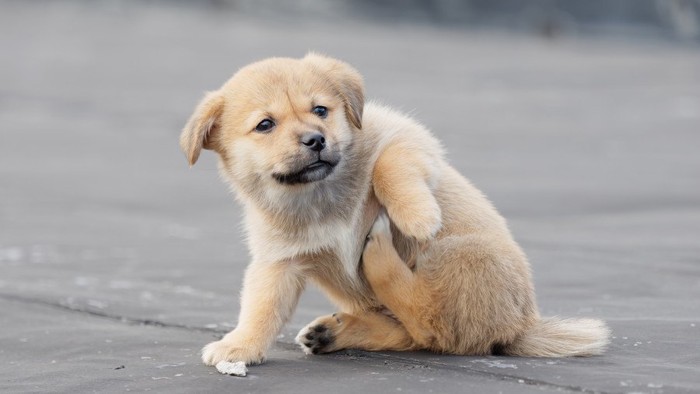 脇の辺りを痒がる子犬