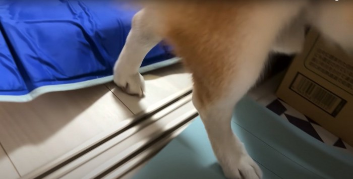 ファイルの上を歩く柴犬の後ろ足