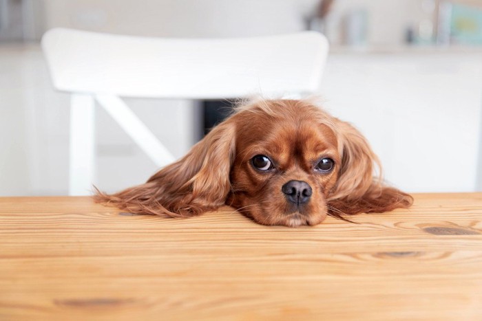 テーブルにあご乗せして見つめる犬