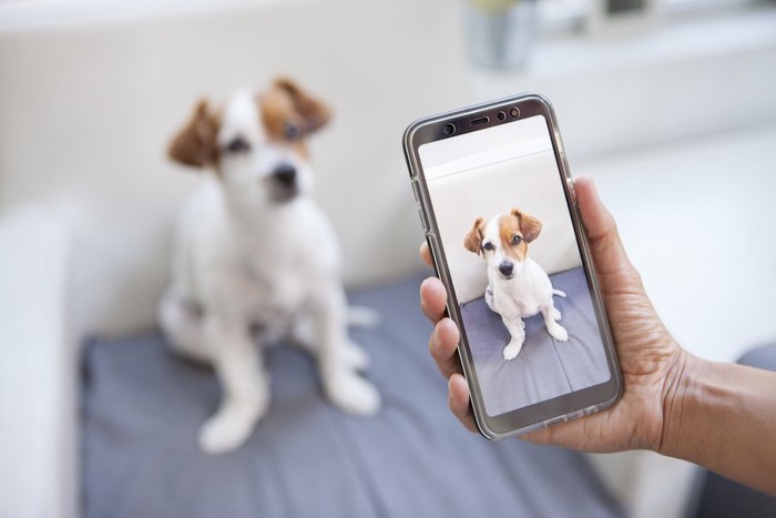 スマホを持つ人の手と撮影された犬