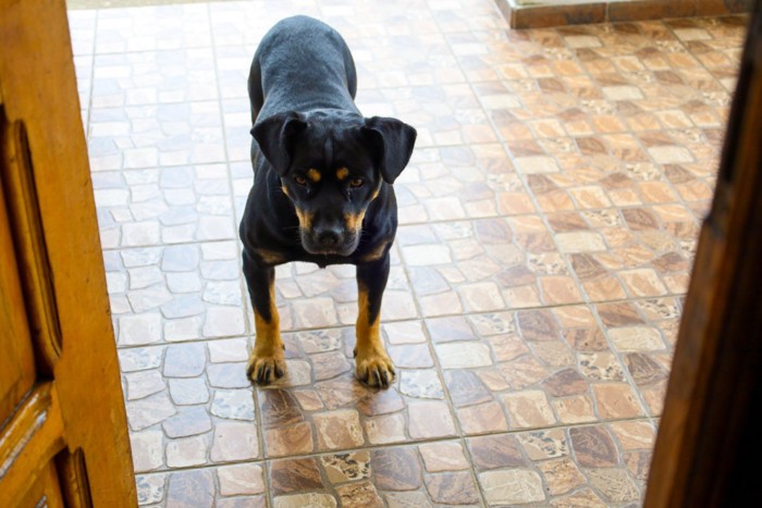 ドアの前で待つ犬