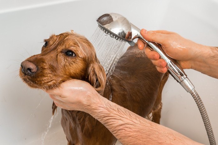 シャワーをかけられる犬