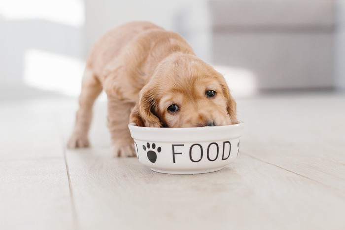 おかゆを食べている子犬