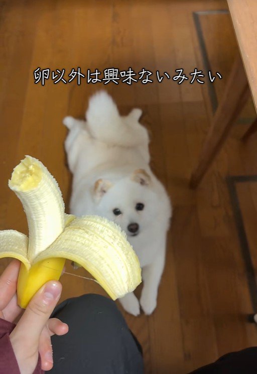 ゆで卵を欲しがるベラちゃん⑩