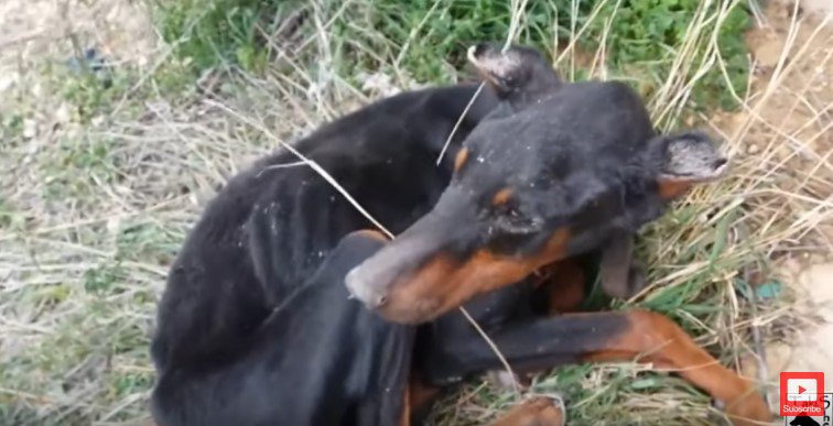 地面に丸くなる犬