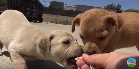 手から触接食べる子犬