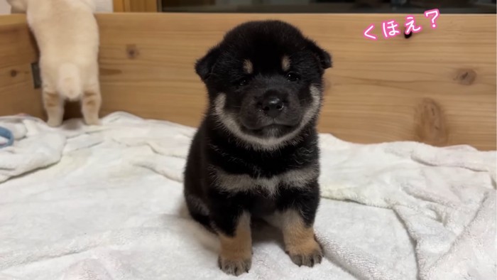 放心状態の子犬