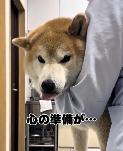舌を出す犬