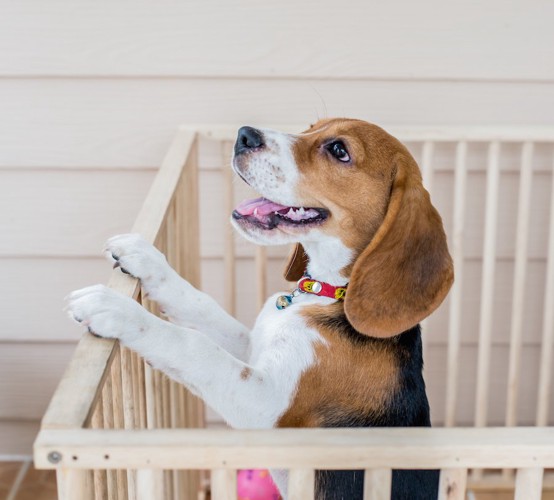 ケージの中でお留守番をする犬