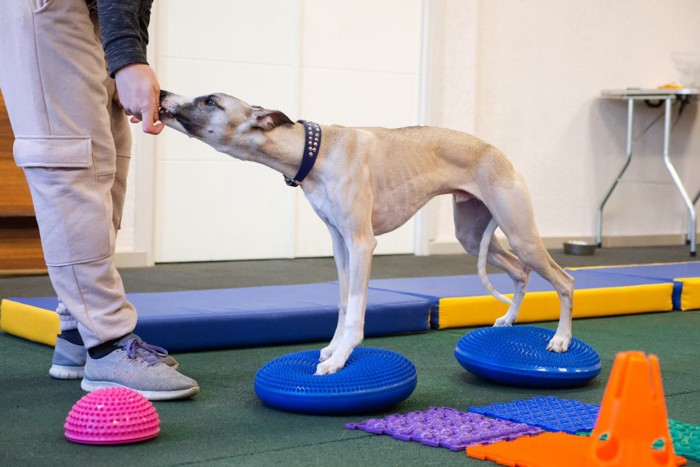 運動療法を受ける犬