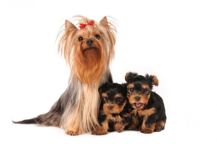 成犬と2頭の子犬のヨーキー