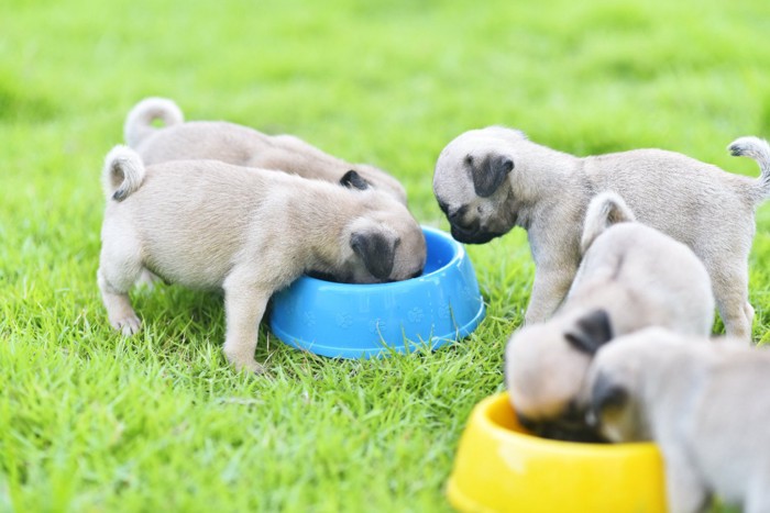 食事中の子犬たち