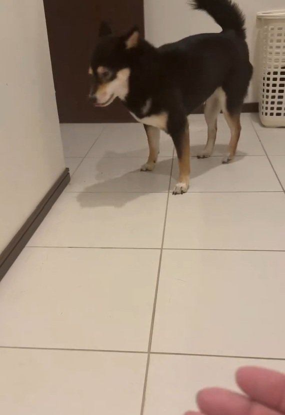 舌打ちしそうなあんこちゃん