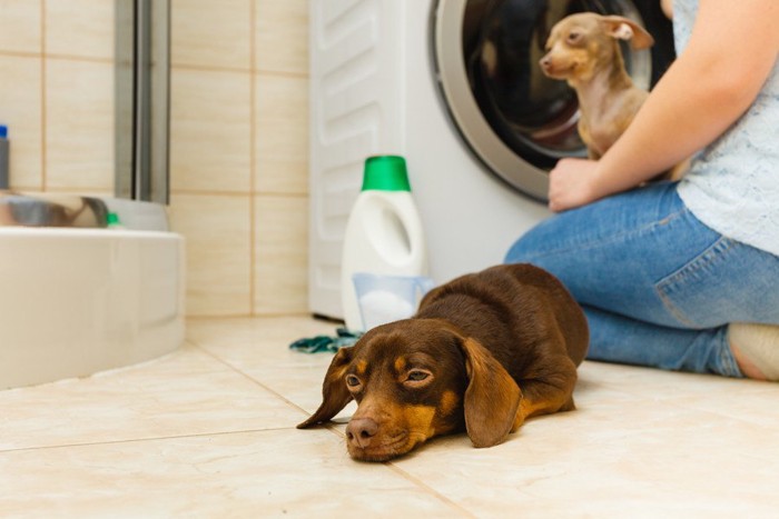 犬と人、そして洗剤