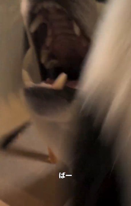 口を大きく開ける犬2