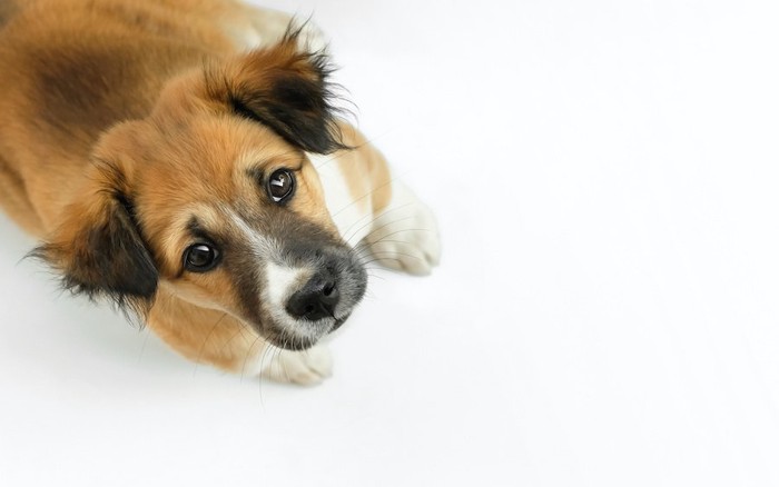 不安げにこちらを見上げる子犬