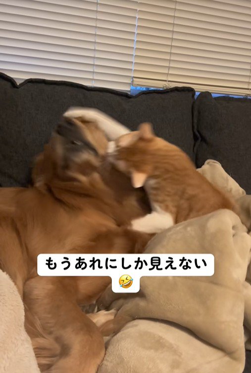 猫パンチ!!