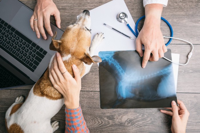 検査結果の説明を受ける飼い主と台の上で伏せる犬
