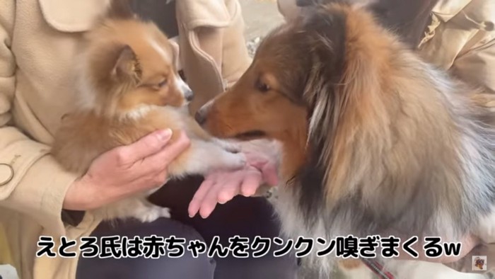 子犬の匂いを嗅ぐえとろくん