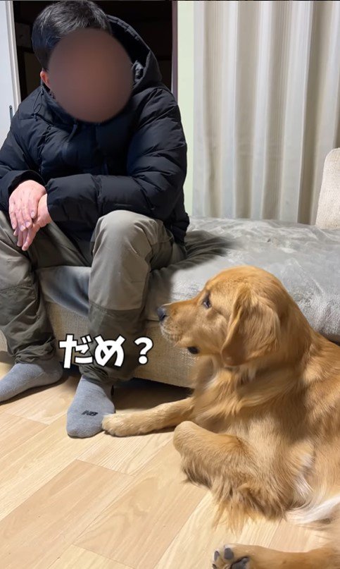 アルトくんのお散歩催促4