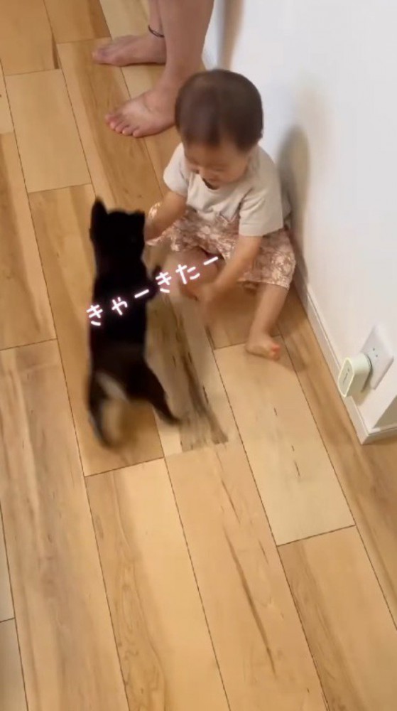 床に座る男の子と、男の子のまわりを走る子犬