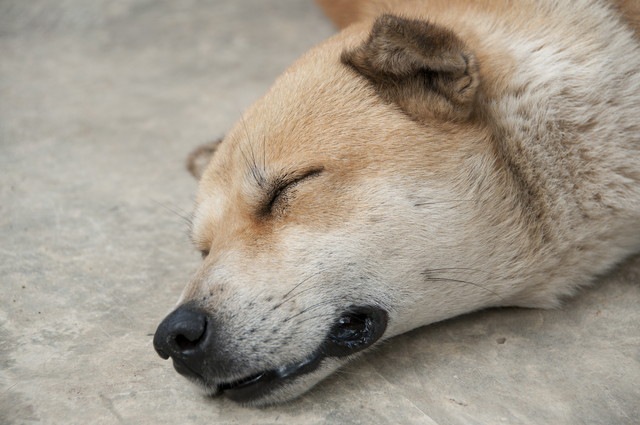 ものもらいになっている犬