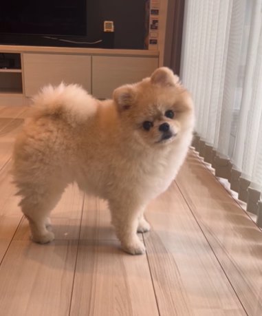 カメラ目線で首を傾げるポメラニアン