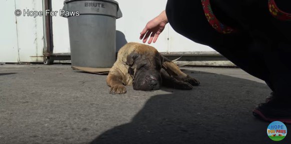 食べ物を口にする犬