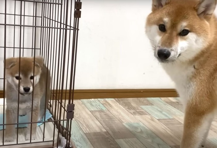 子犬と犬