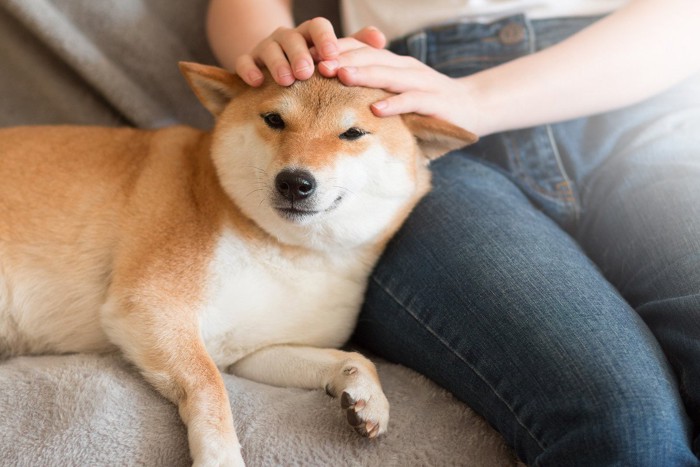 頭に手を乗せられている犬