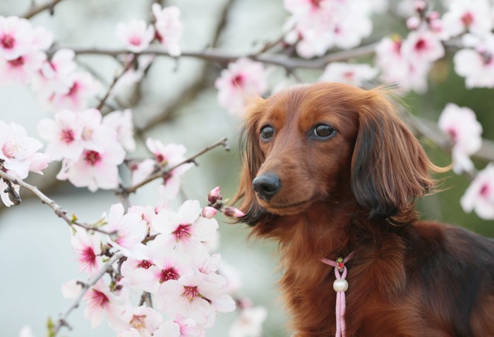 ダックスフンドと桜