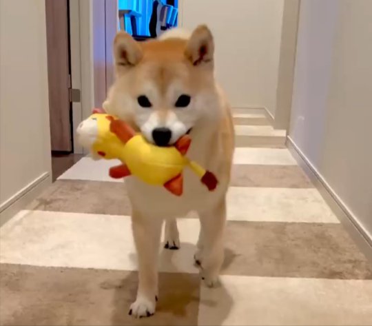柴犬
