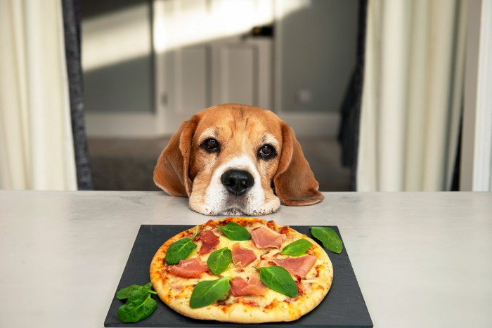 テーブルの上に置いてあるピザと顎を乗せている犬