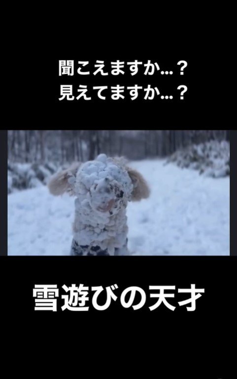 雪まみれのアロちゃん