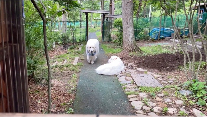 家に向かって歩くオスの犬と、庭で寝転ぶメスの犬