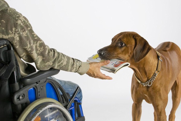 車椅子に乗っている人のところに物を持ってくる犬