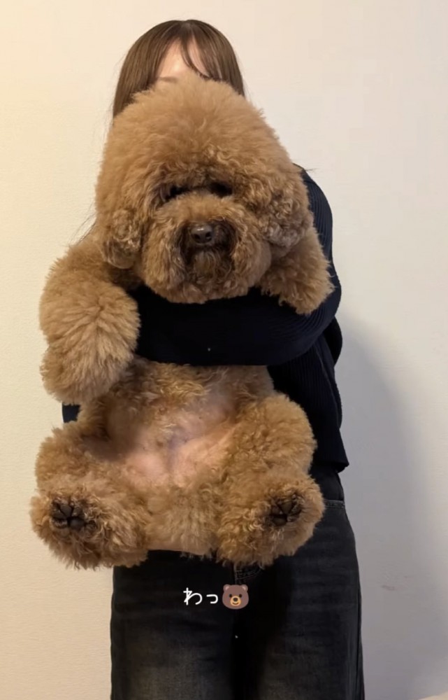 抱っこされる犬1