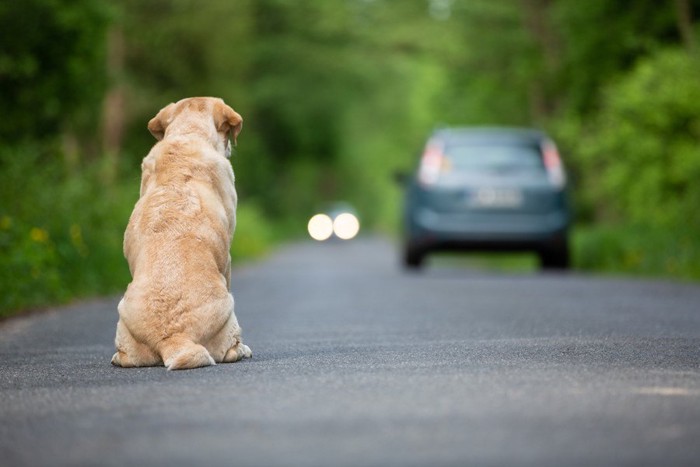 進む車を見つめながら座っている犬