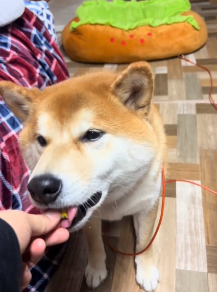 カボチャを食べるどんちゃん