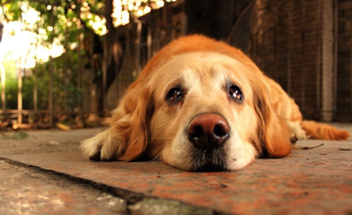 涙目で伏せをしている犬