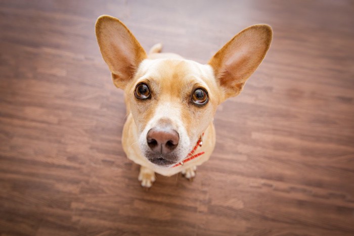 おすわりして見上げている犬