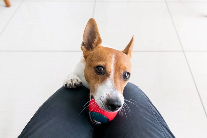 飼い主の膝にボールを乗せようとする犬