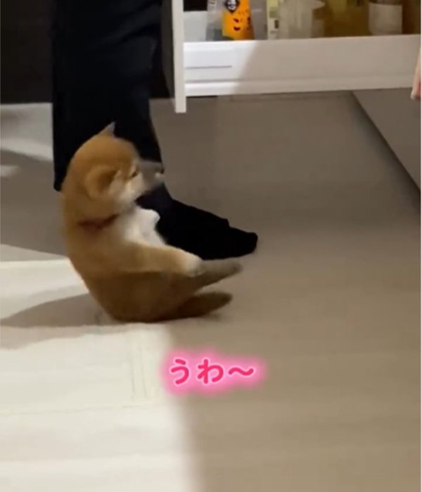 倒れる子犬1