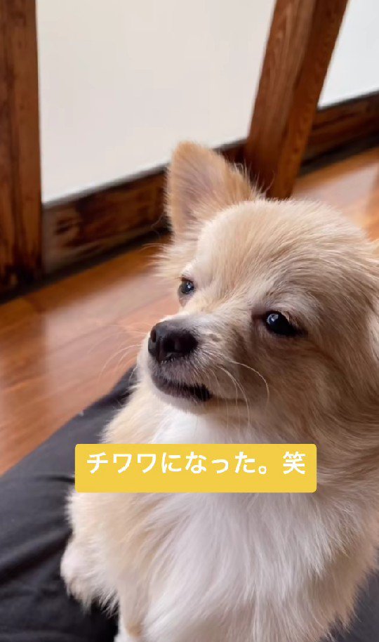 やっぱりチワワ…！