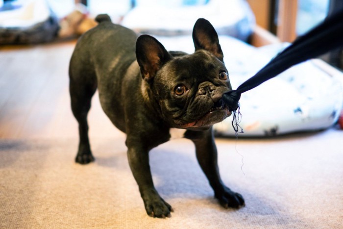 引っ張るフレンチブルドッグ